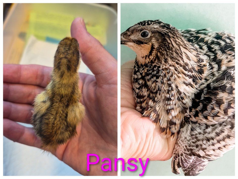 Coturnix Quail