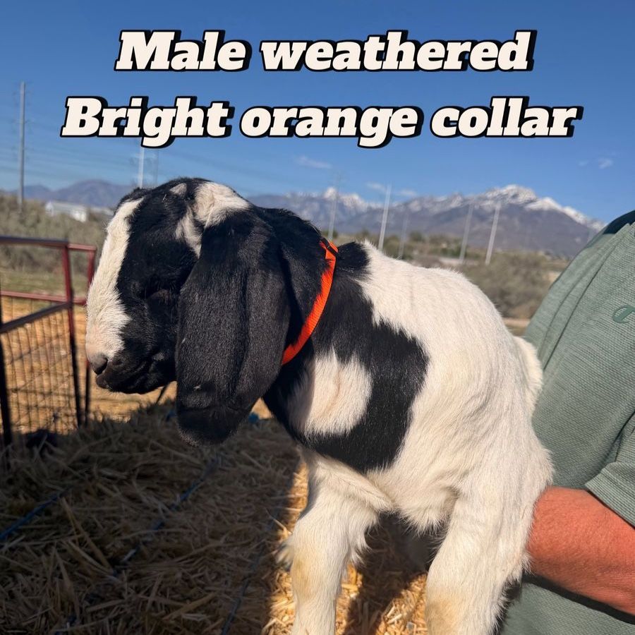 Boer Goats 4 Sale