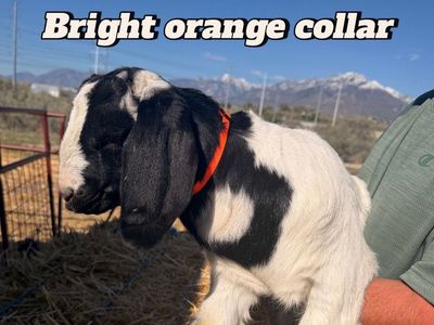 Boer Goats 4 Sale