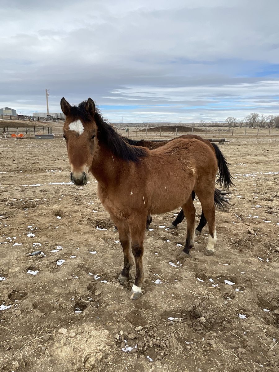 2025 Quarter Horse Bay Yearling