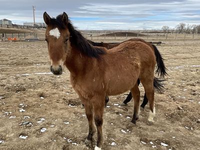 2025 Quarter Horse Bay Yearling