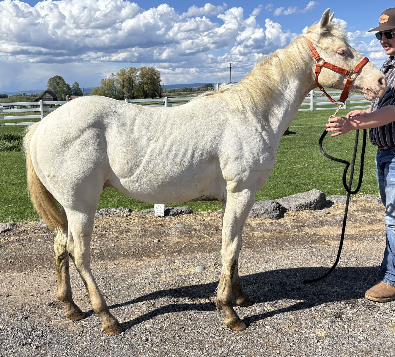 2025 Cremello AQHA Stud Colt "Casper"