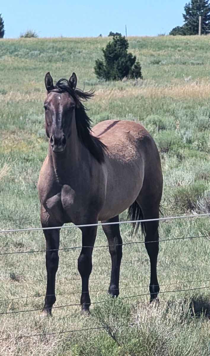 Yearling AQHA Grulla Filly Mare