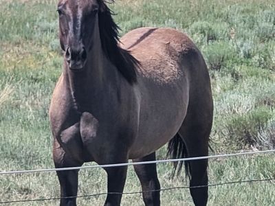Yearling AQHA Grulla Filly Mare