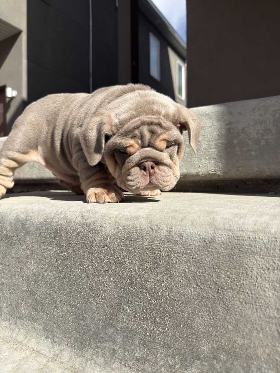 AKC English Bulldogs