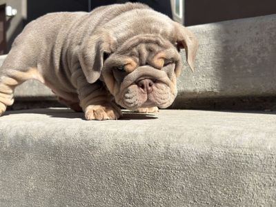 AKC English Bulldogs