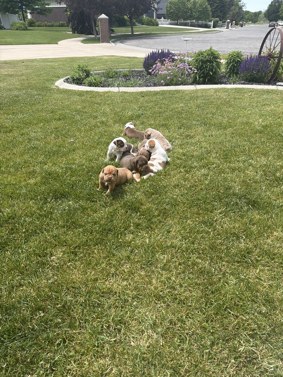 Old English Bulldog Puppies (Olde English Bulldogge puppies)
