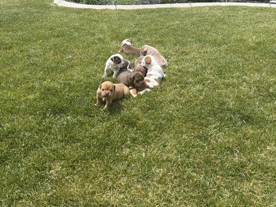 Old English Bulldog Puppies (Olde English Bulldogge puppies)