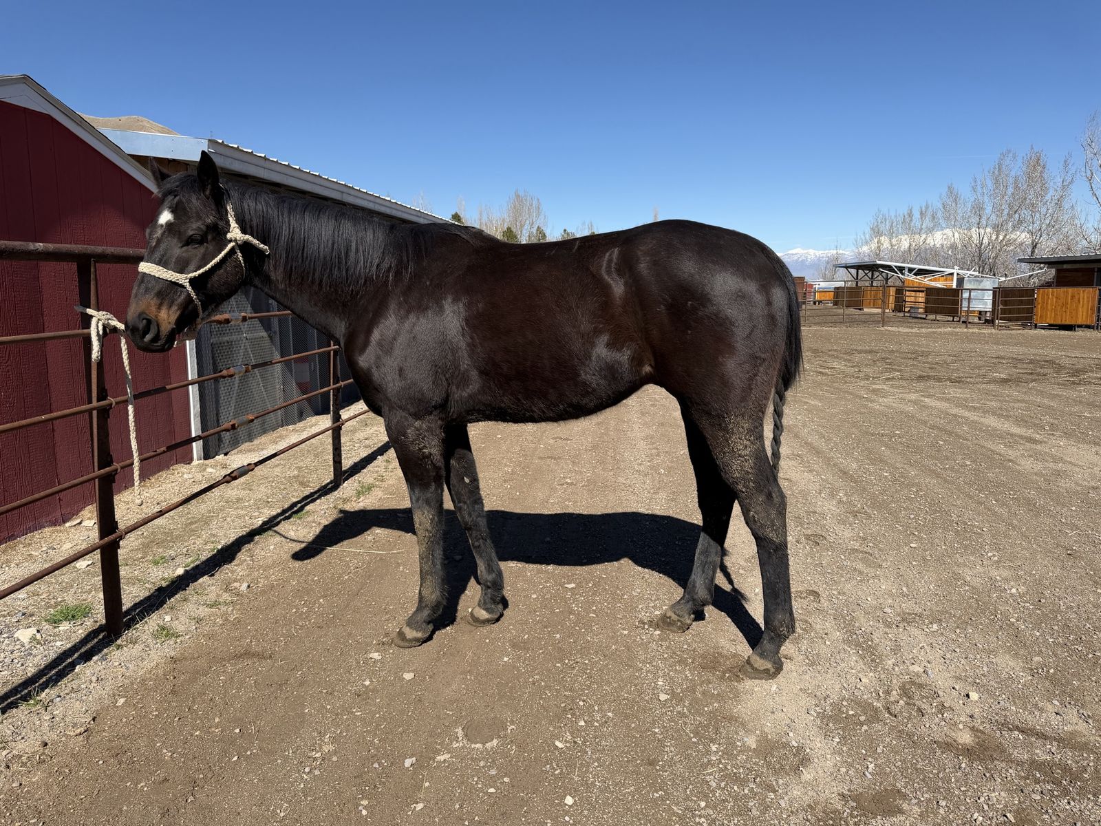 9 year old gelding
