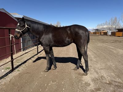 9 year old gelding