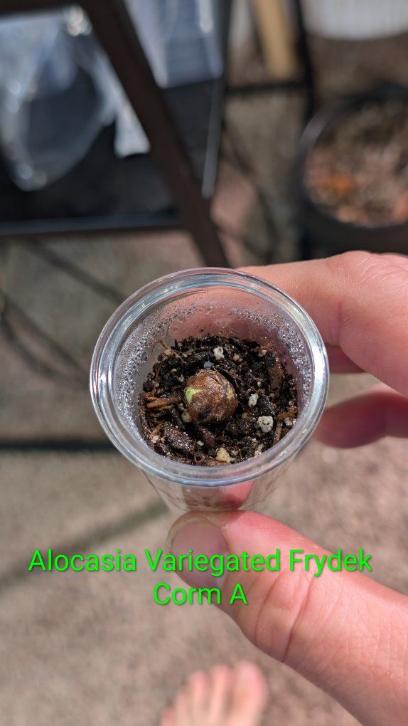 Alocasia Variegated Frydek Corm A, B, or C