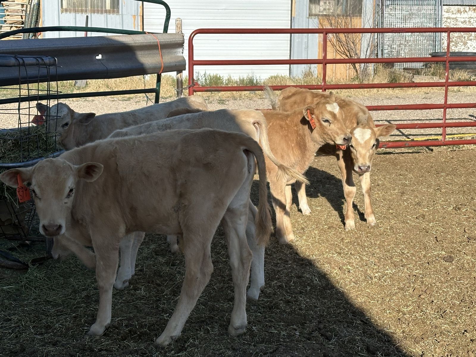 Charolais / Jersey Cross Beef Calves- Calf - Healthy & Ready for Your Farm