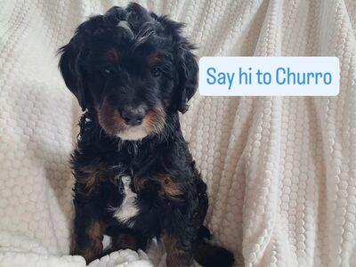 Bernedoodle puppies