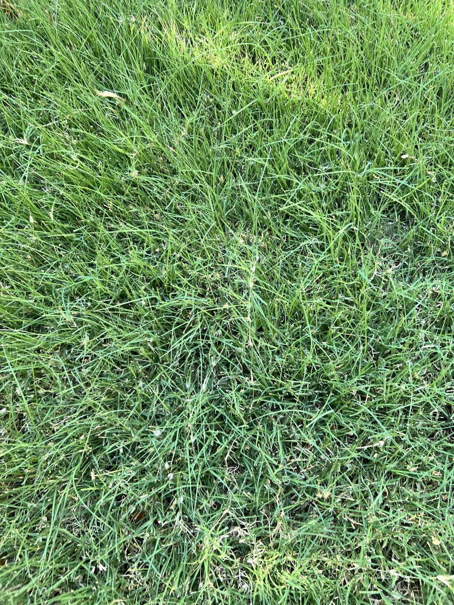 LOW water Lawn Grass