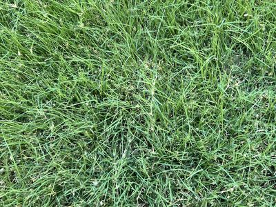 LOW water Lawn Grass