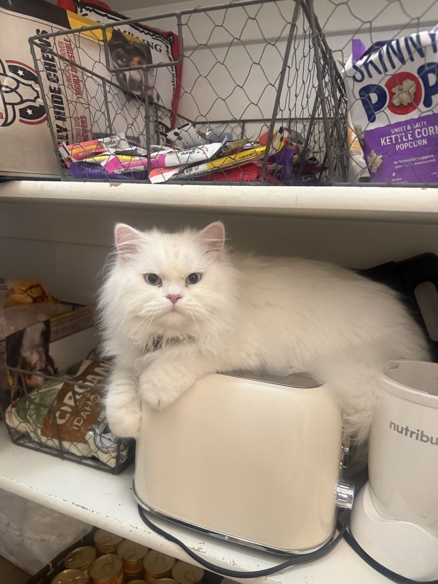 Persian Cat adoption