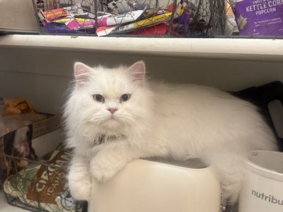 Persian Cat adoption