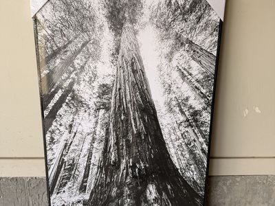 24”x36” Black Frame Redwood Canvas Print/16”x24” Black Frame BW Thistle Print