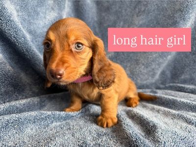 GIRL Dachshund puppies