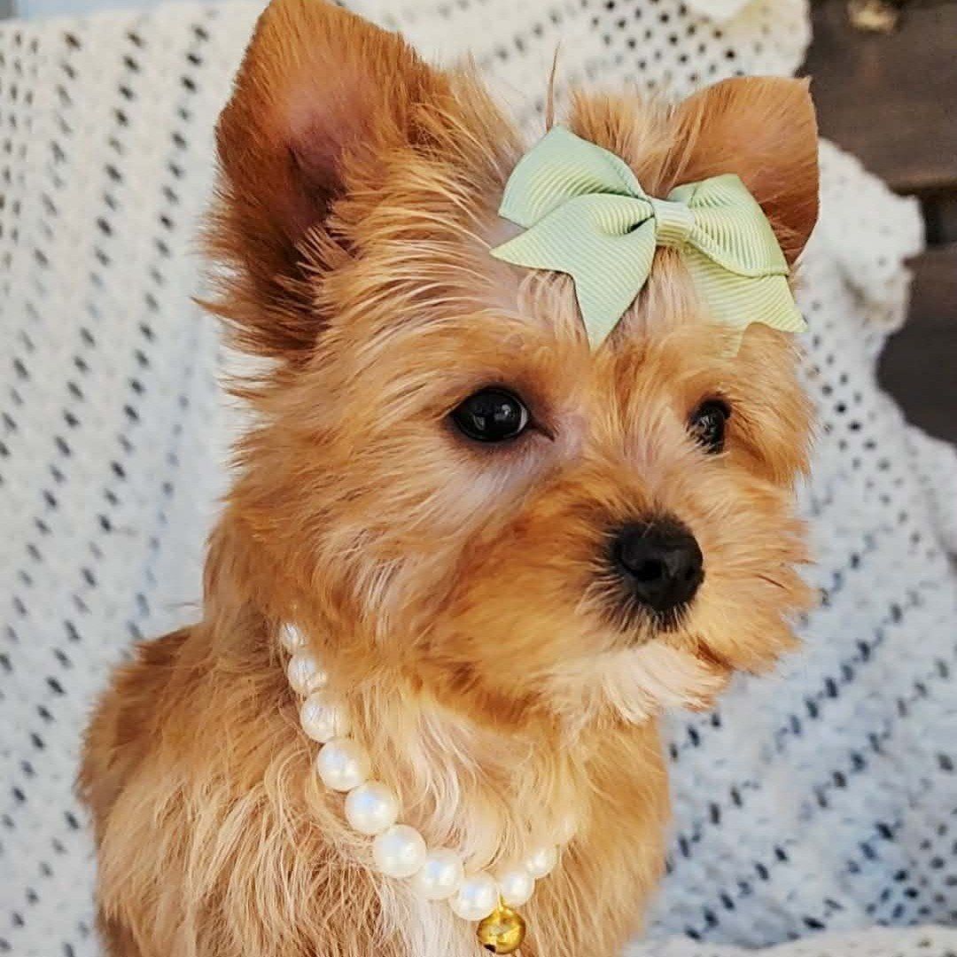 Golden Personality Yorkie