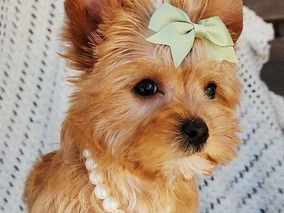 Golden Personality Yorkie