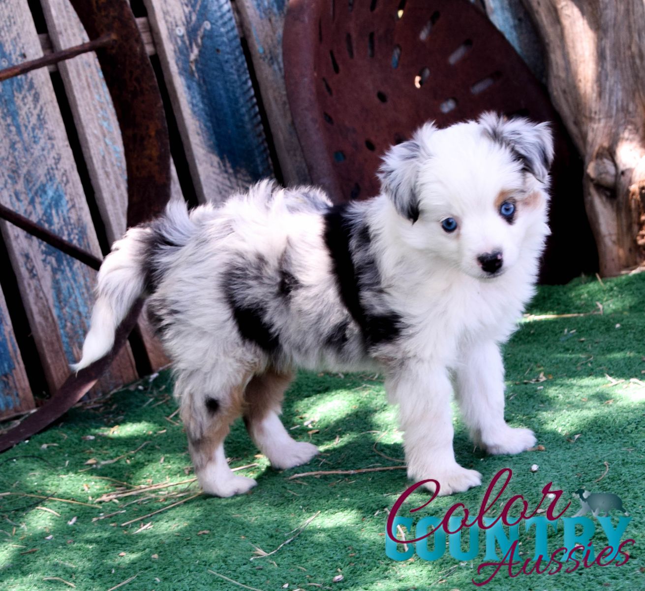 Toy Aussie Female