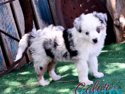 Toy Aussie Female