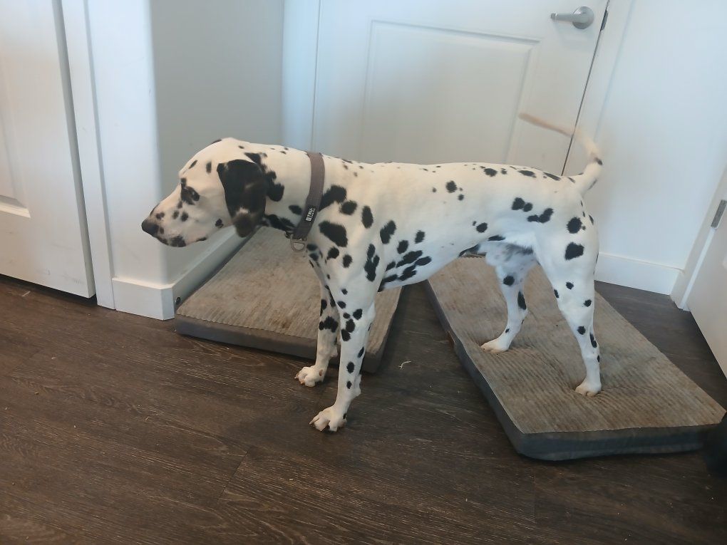 AKC Male Dalmatian – Experienced Home