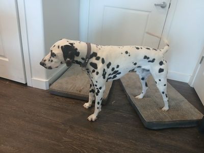 AKC Male Dalmatian – Experienced Home