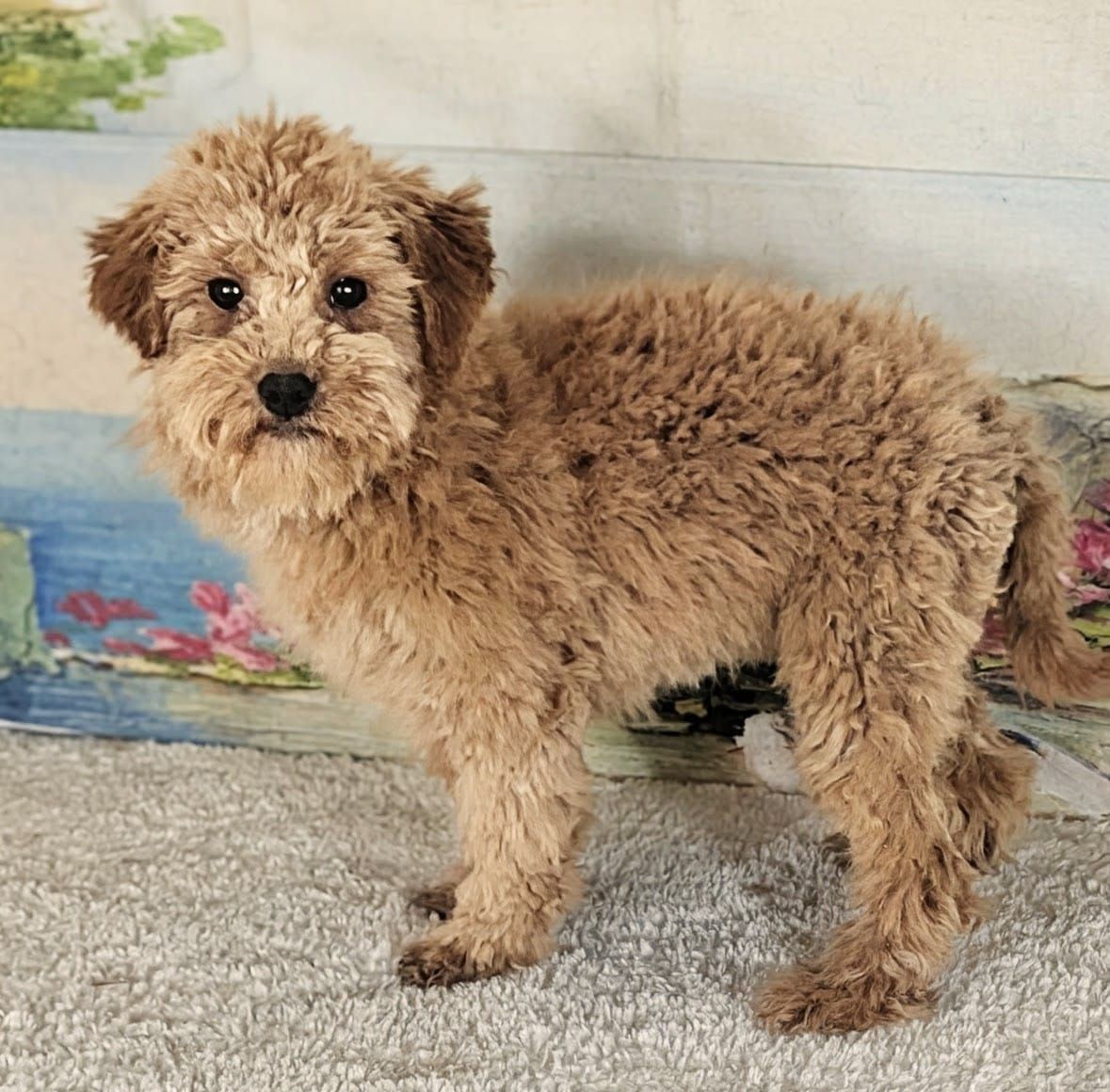 Girl Holly – Micro Goldendoodle $1300