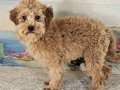 Girl Holly – Micro Goldendoodle $1300