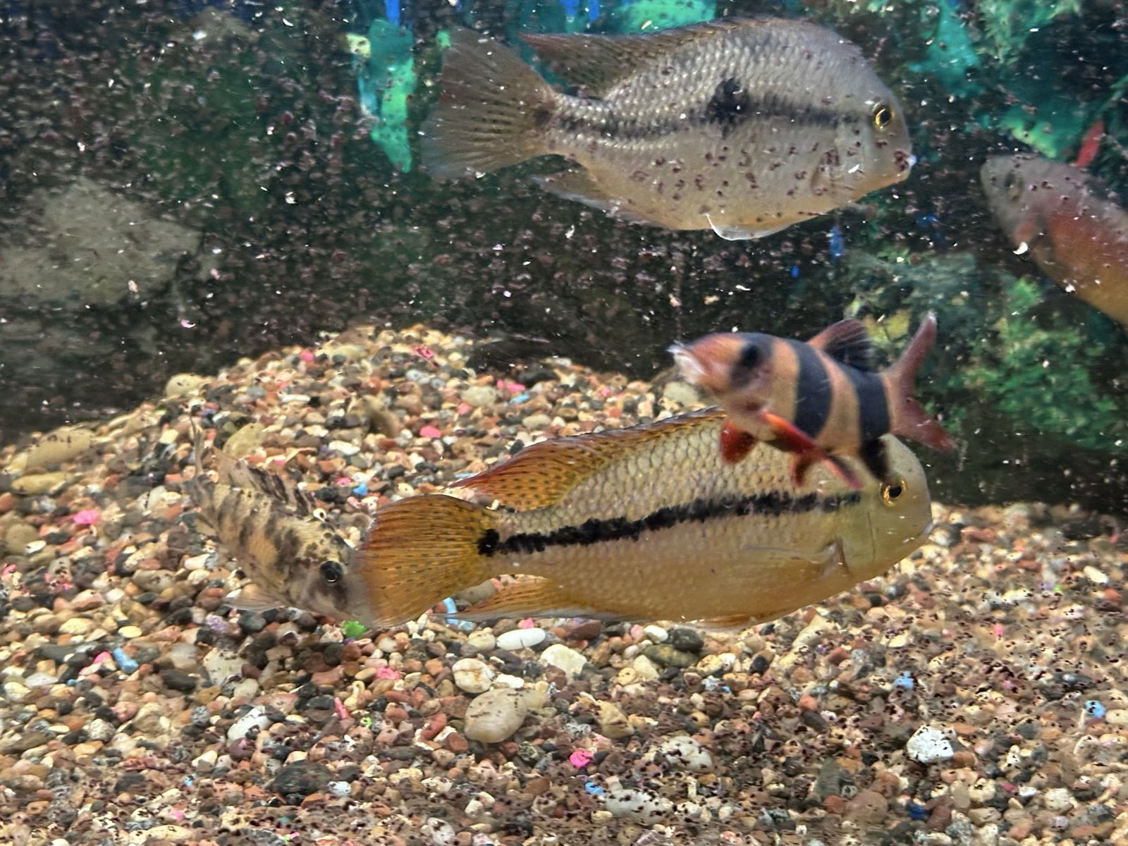 Main image 5