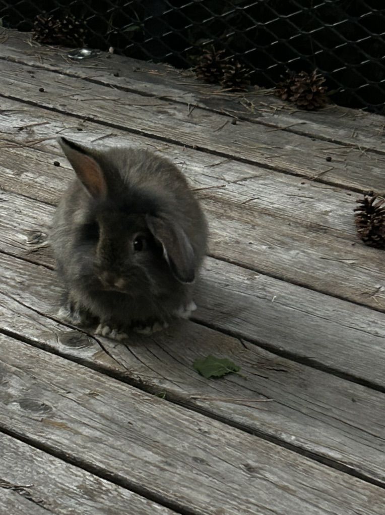 Baby Bunnies