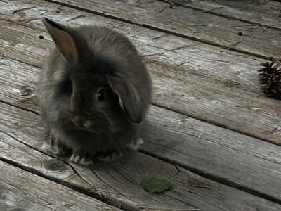 Baby Bunnies