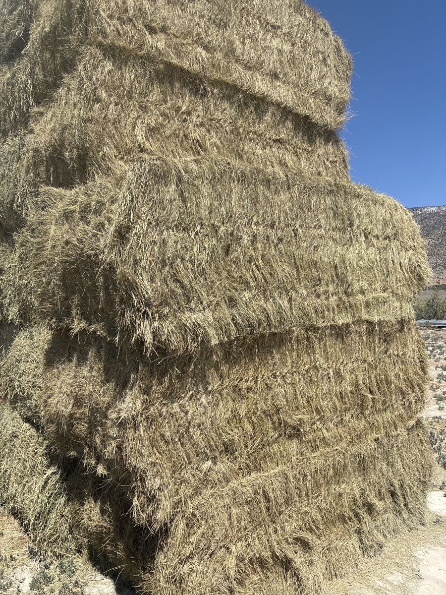 Pasture Grass Hay