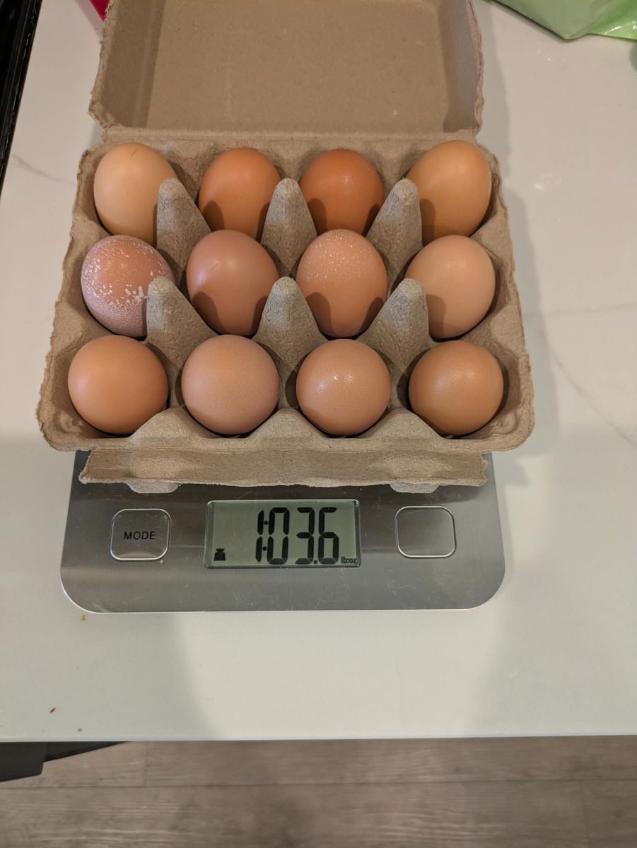 Fresh chicken eggs