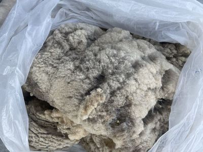 Raw Sheep's Wool - Unprocessed, Natural Fiber for Crafts & Spinning