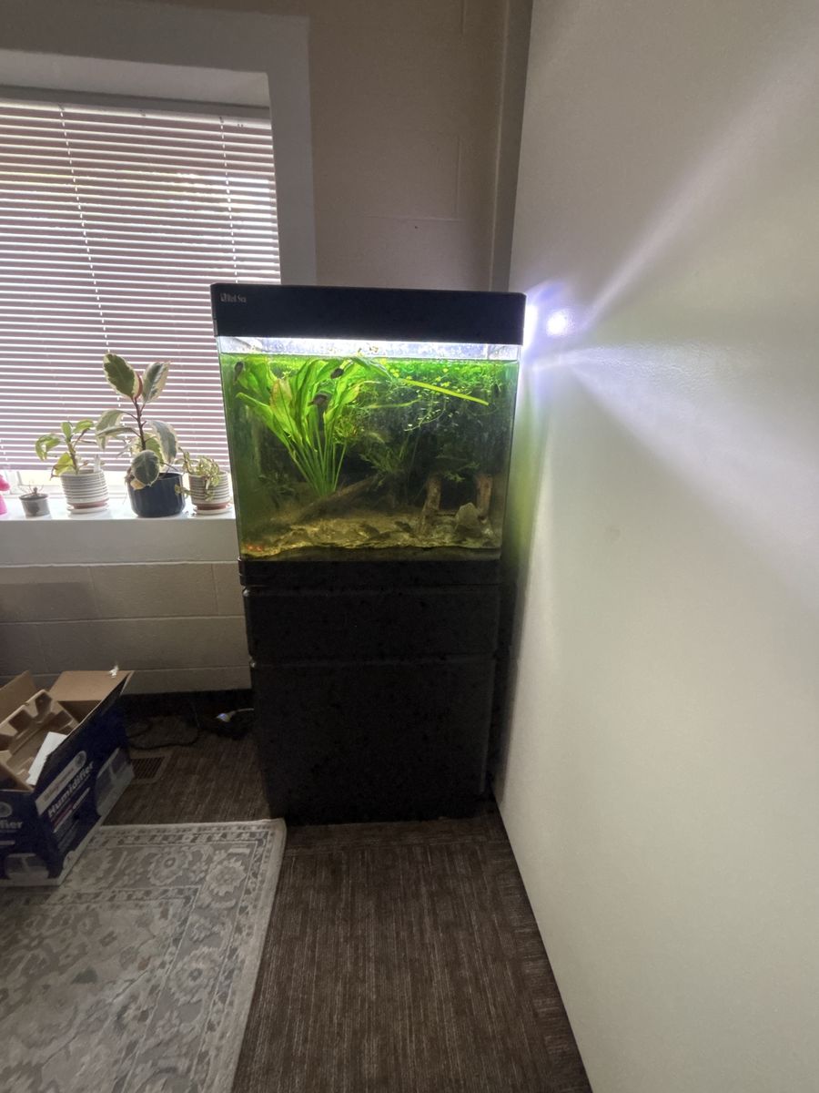 Spotted Congo Puffers and Setup