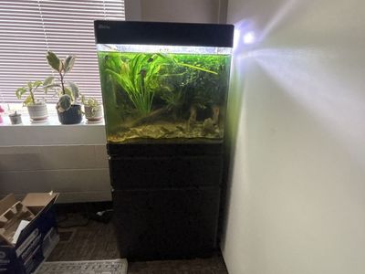 Spotted Congo Puffers and Setup