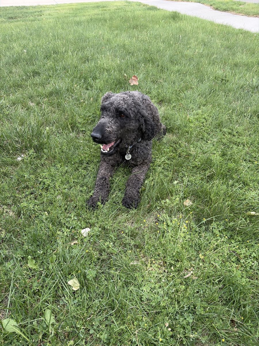 Pure bred Poodle