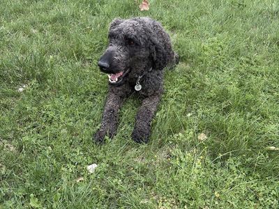 Pure bred Poodle