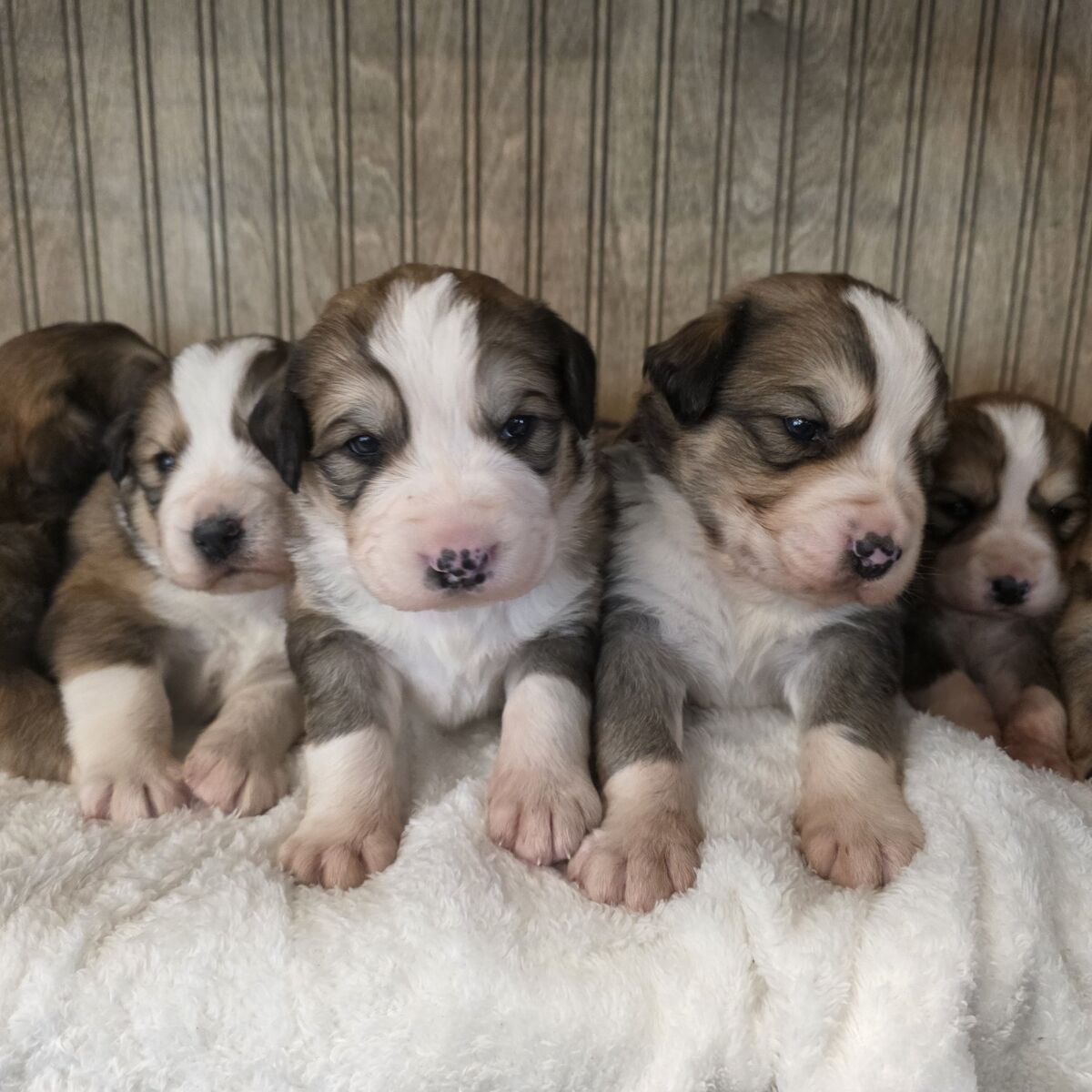 Great Bernese Mountain Pups