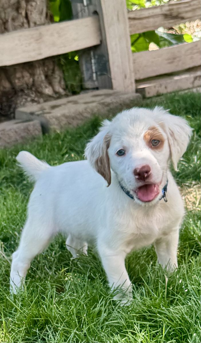 AKC Brittany pups