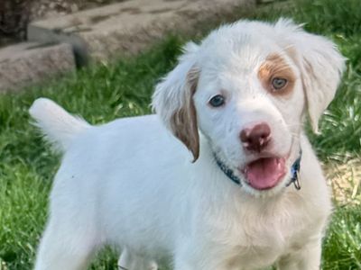 AKC Brittany pups