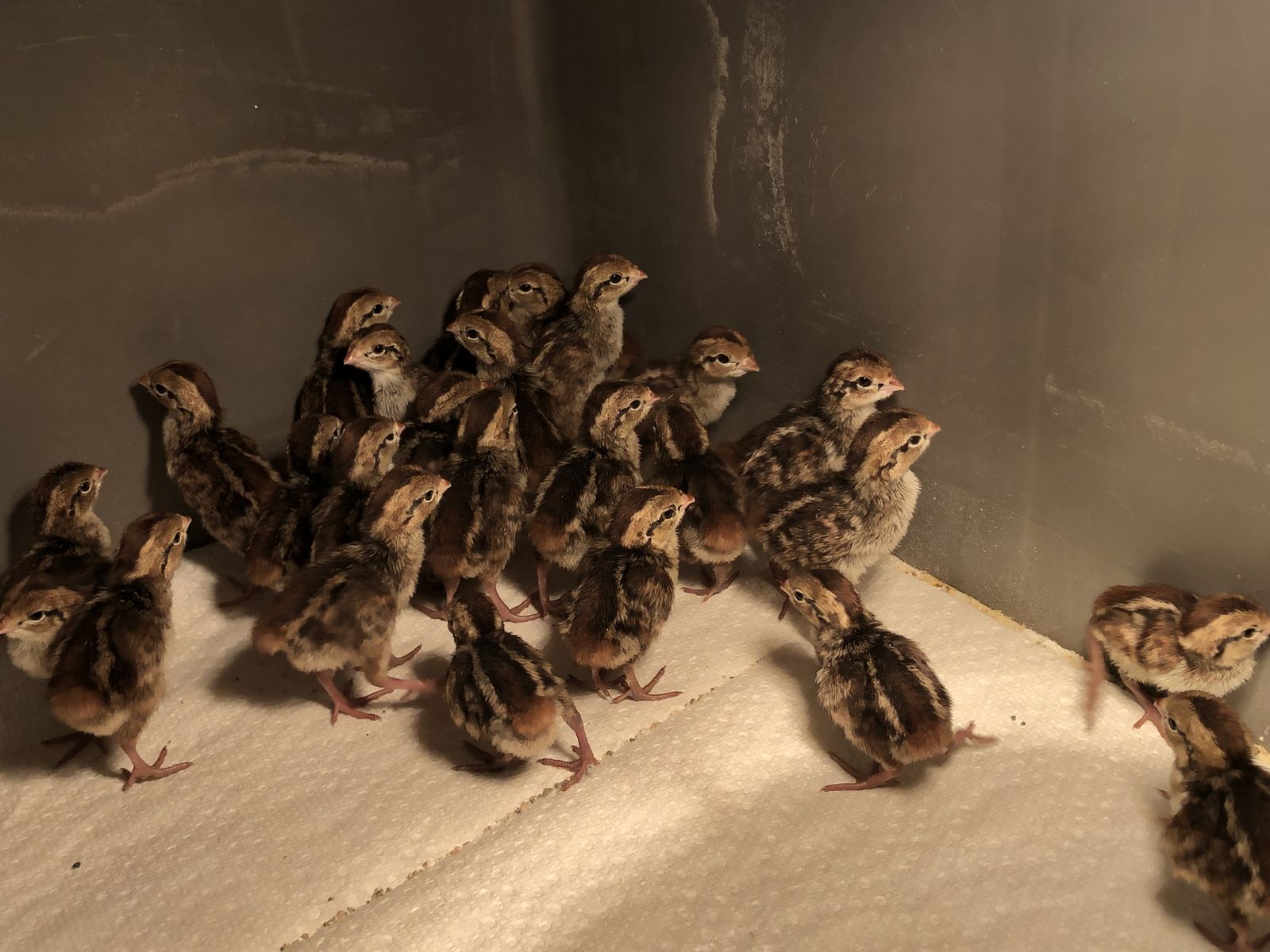 Bobwhite Quail chicks