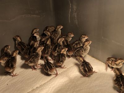 Bobwhite Quail chicks
