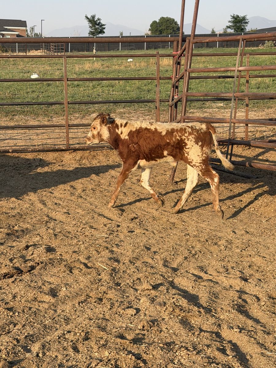 Fresh Roping calf 