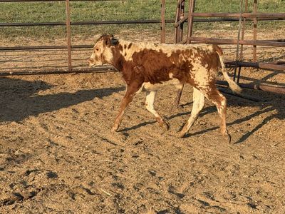 Fresh Roping calf