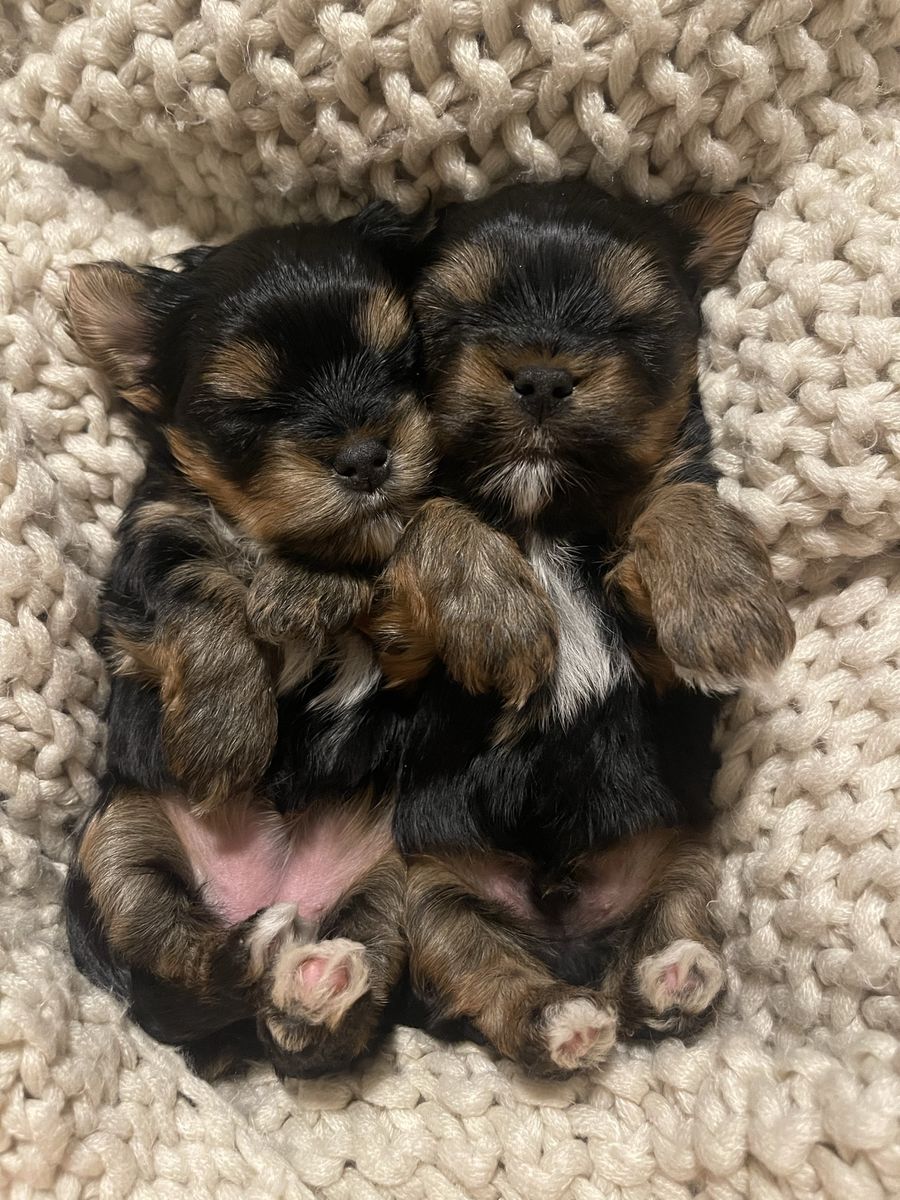 Yorkie akc