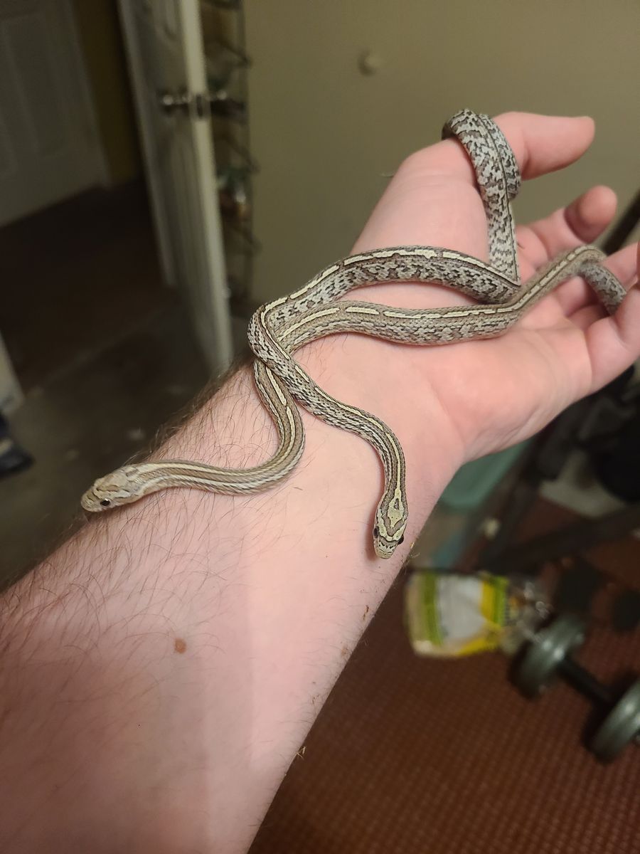 Juvenile Cornsnakes (Anery, Tessera morphs) $80 per snake